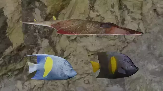 Fishes angelfish in ocean 3D Model Collection Fishes angelfish in ocean 3D Model Collection