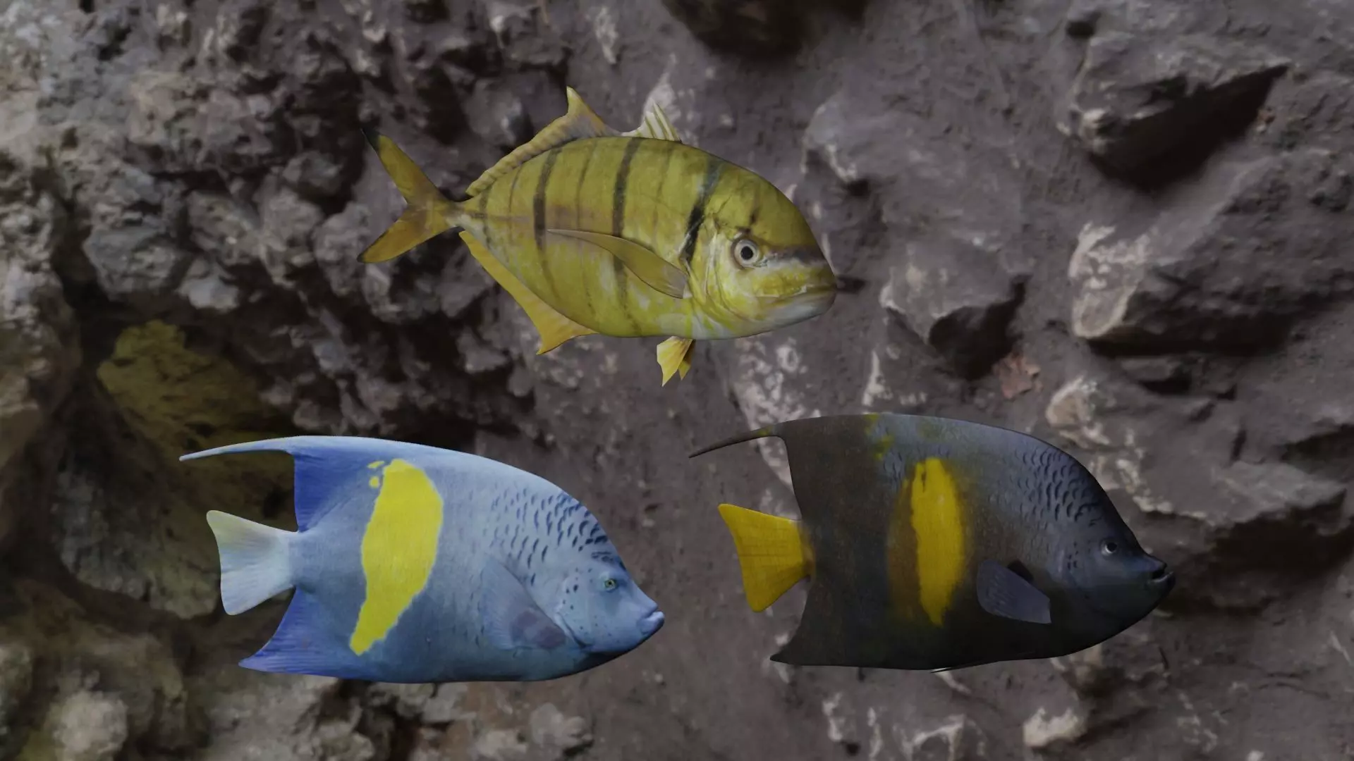 Fishes fish swimming in water 3D Model Collection_0