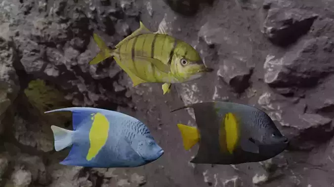 Fishes fish swimming in water 3D Model Collection Fishes fish swimming in water 3D Model Collection