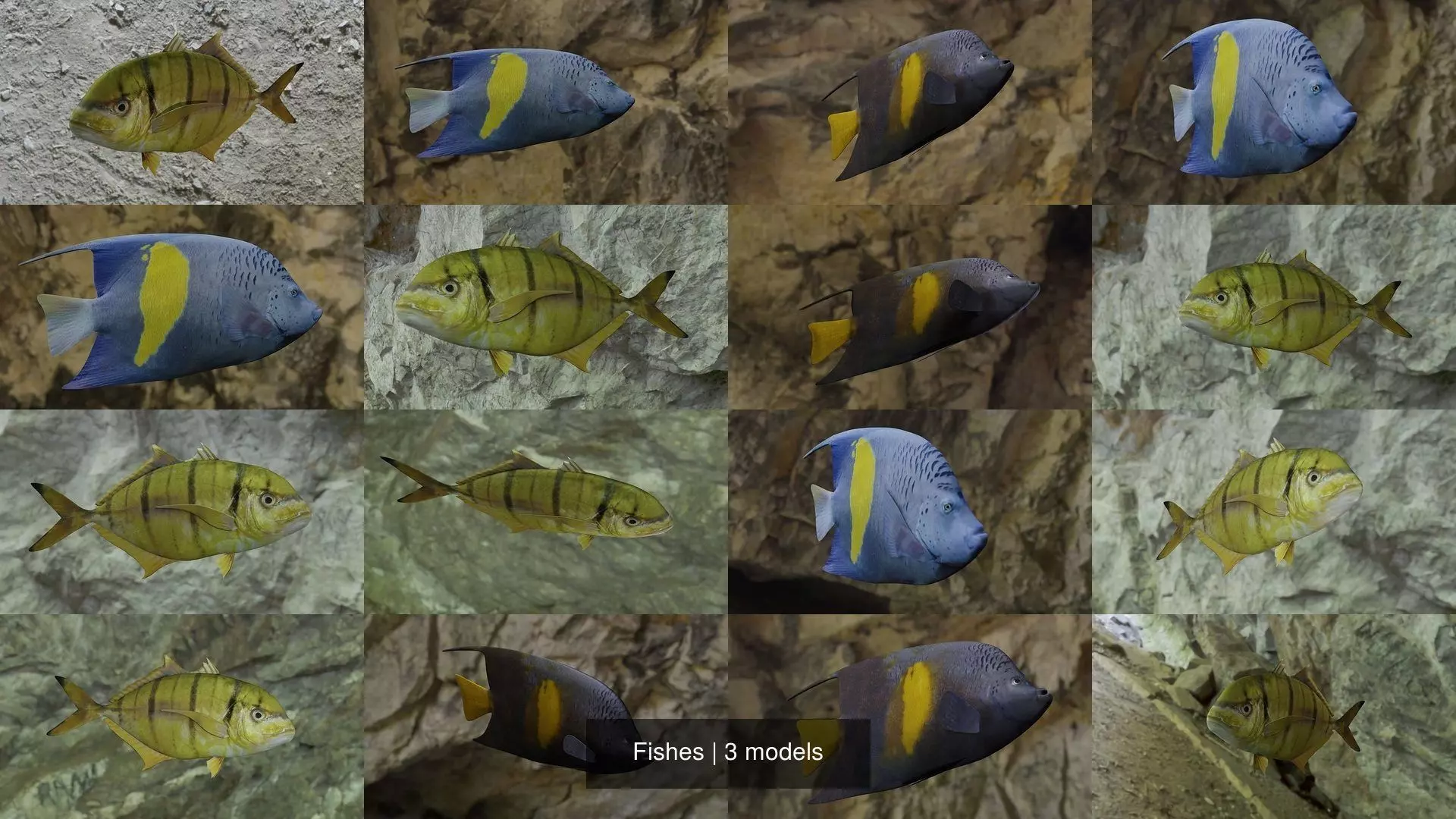 Fishes fish swimming in water 3D Model Collection_1