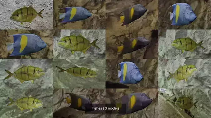 Fishes fish swimming in water