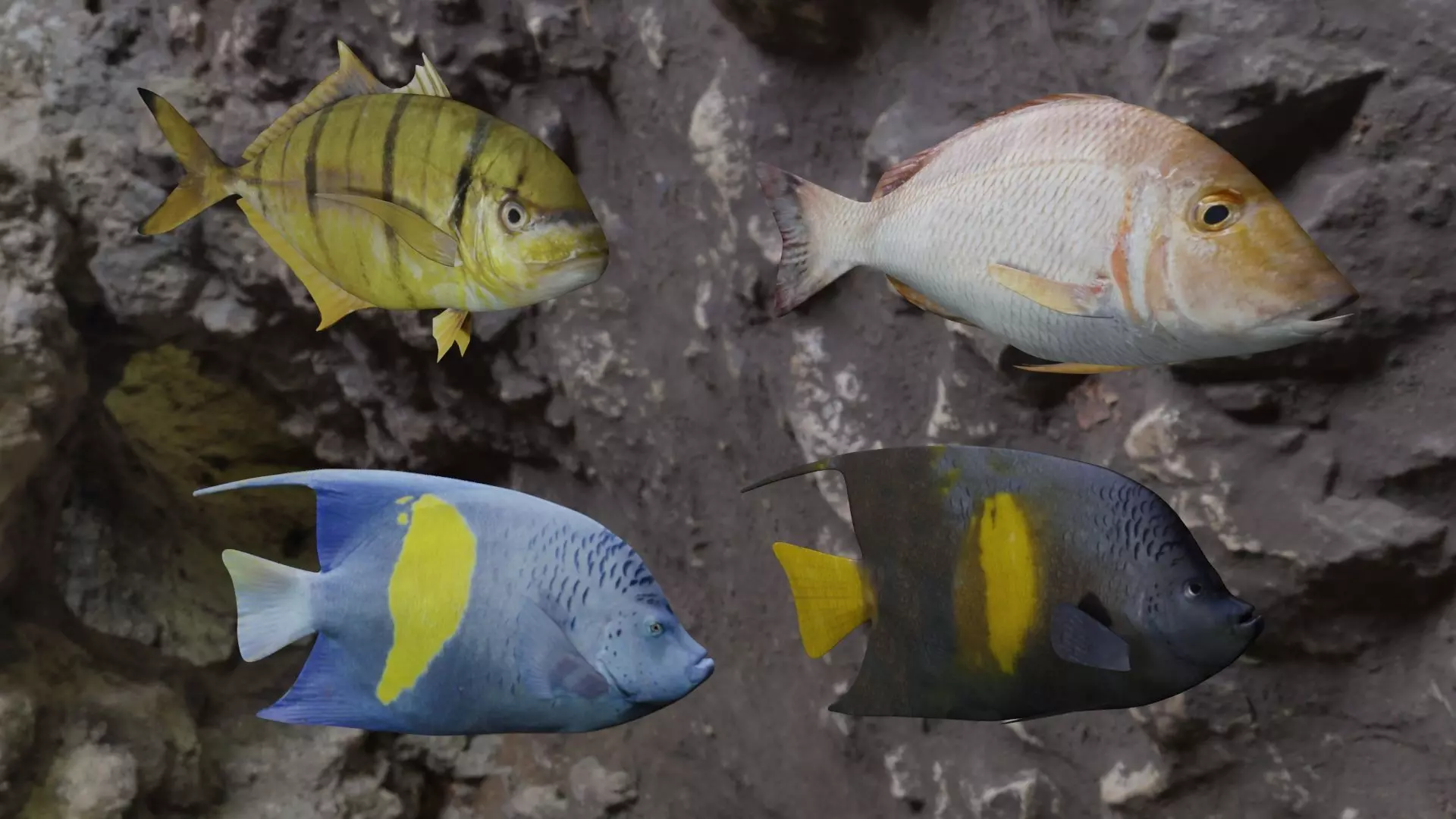 Fishes fish swimming in water 3D Model Collection_0