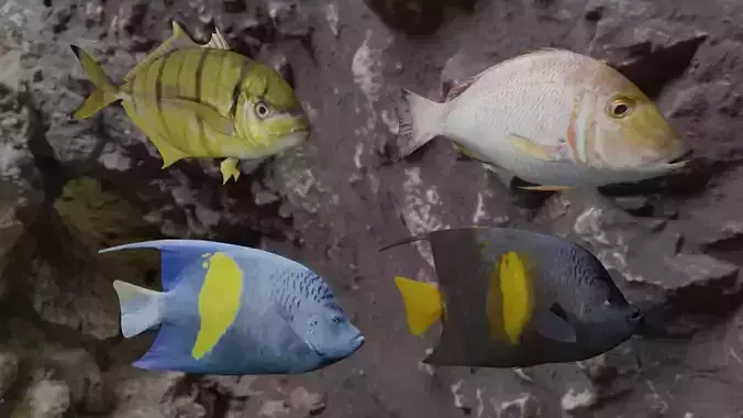 Fishes fish swimming in water 3D Model Collection Fishes fish swimming in water 3D Model Collection