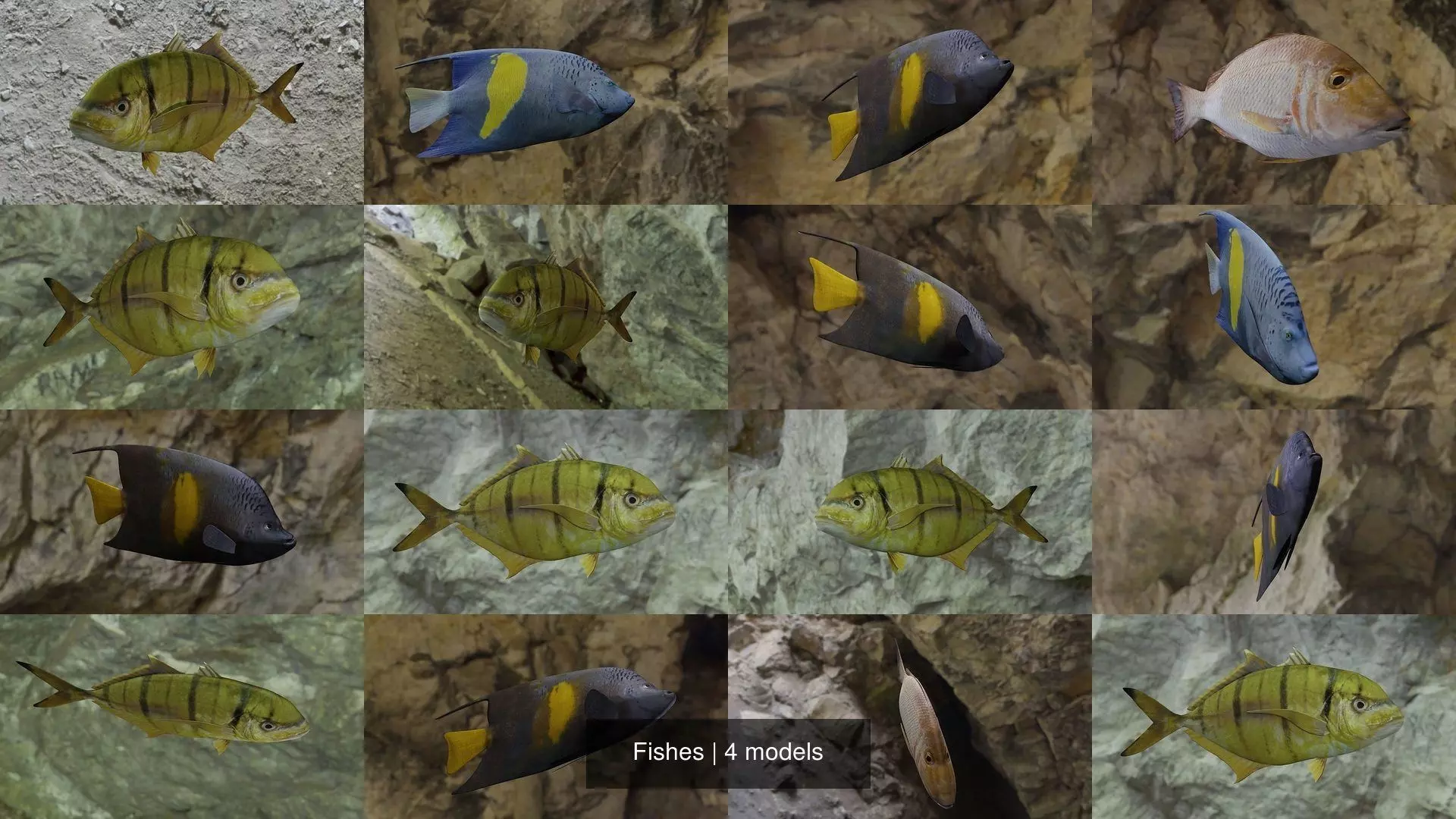 Fishes fish swimming in water 3D Model Collection_1