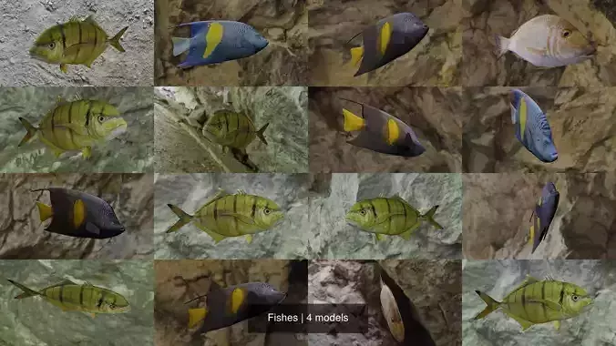 Fishes fish swimming in water