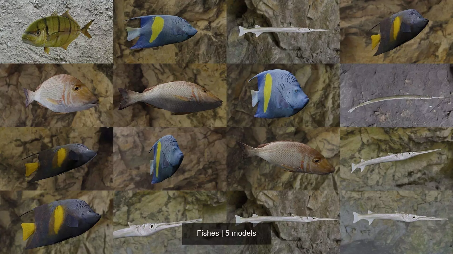Fishes fish swimming in water 3D Model Collection_2