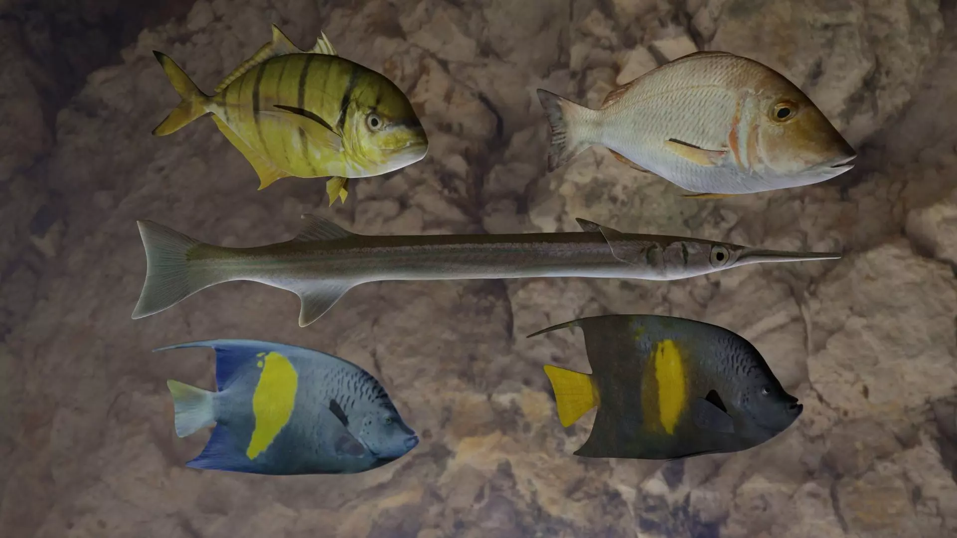 Fishes fish swimming in water 3D Model Collection_0
