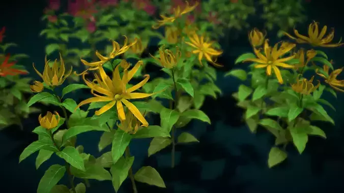 Flower Cananga Odorata