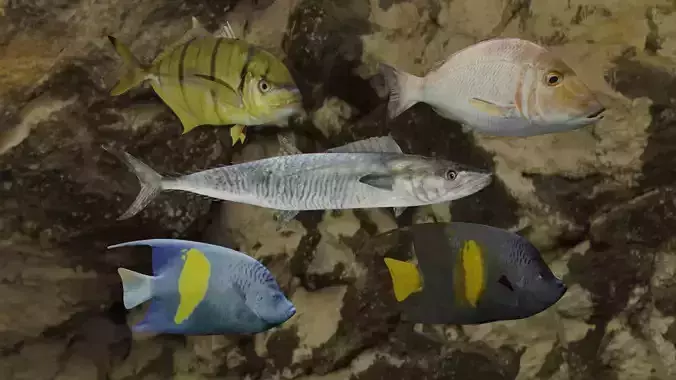 Fishes fish swimming in water 3D Model Collection