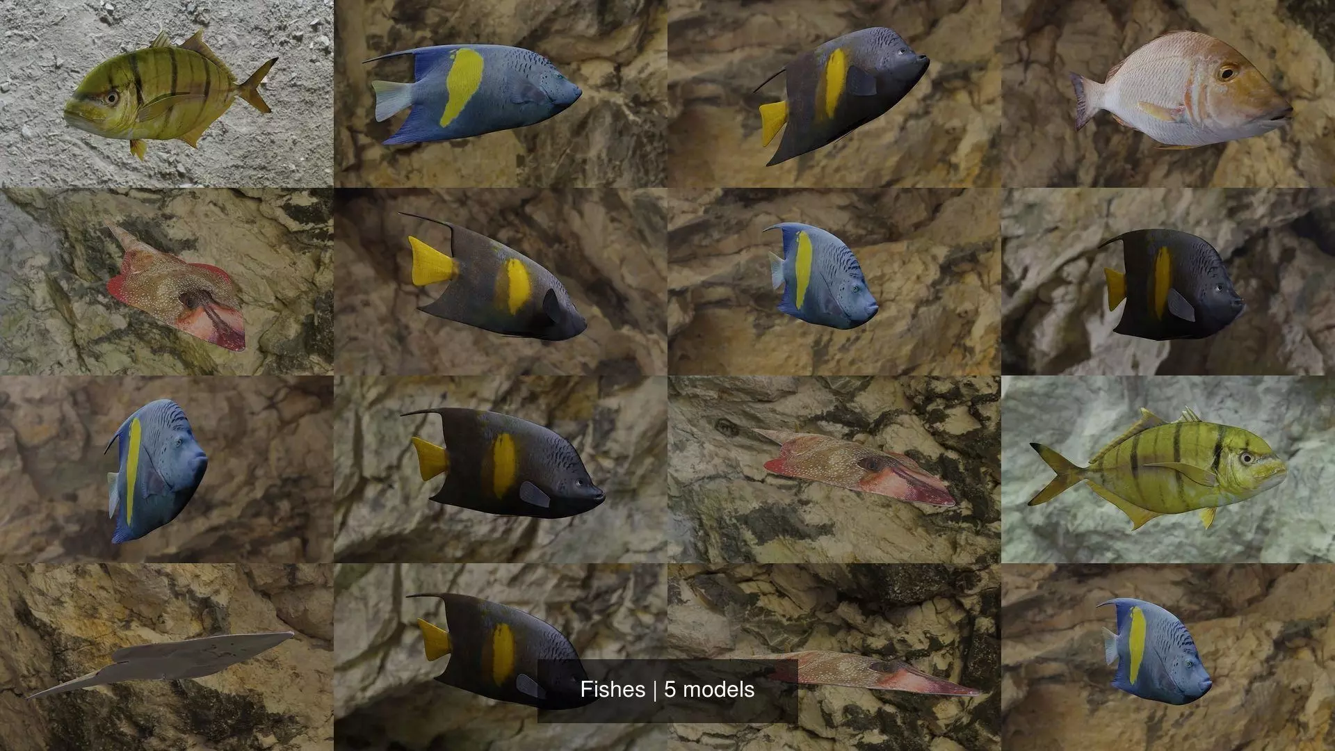 Fishes fish swimming in water 3D Model Collection_1