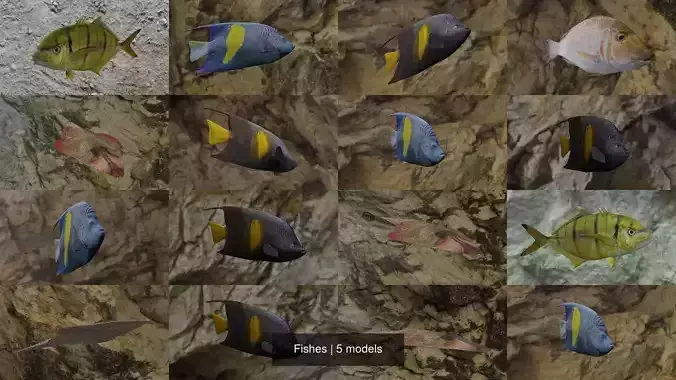 Fishes fish swimming in water