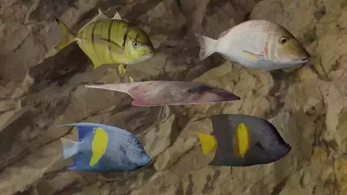 Fishes fish swimming in water 3D Model Collection Fishes fish swimming in water 3D Model Collection