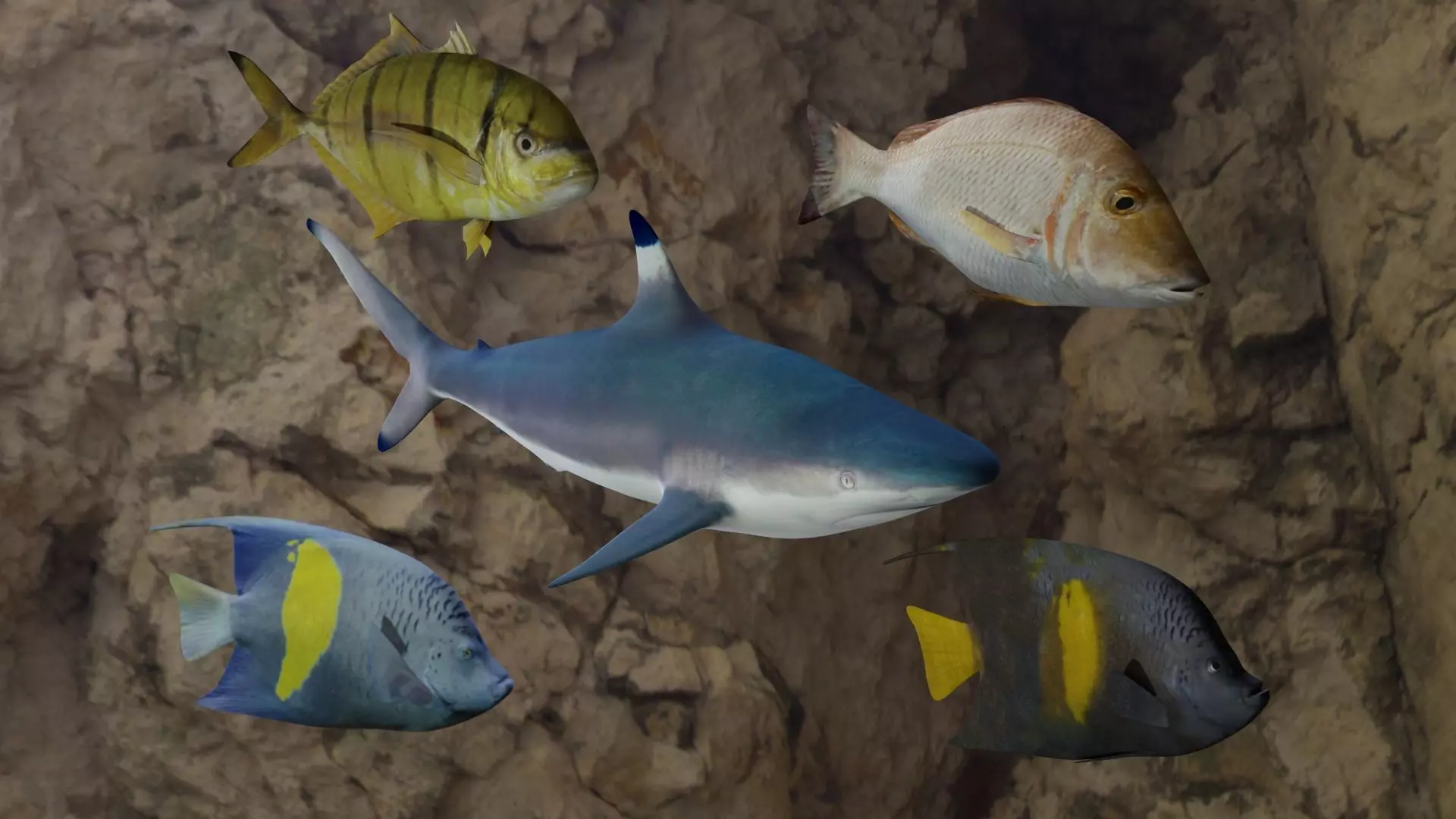 Fishes fish swimming in water 3D Model Collection_0