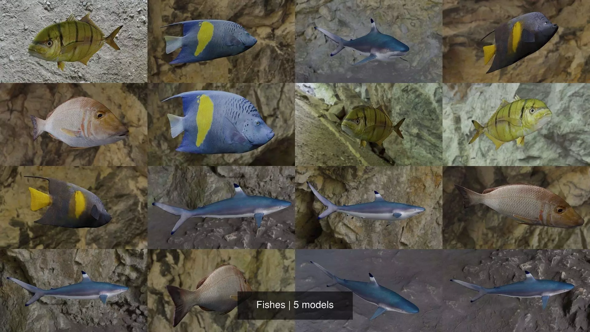 Fishes fish swimming in water 3D Model Collection_1