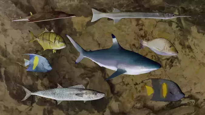 Eight Fishes 3D Model Collection