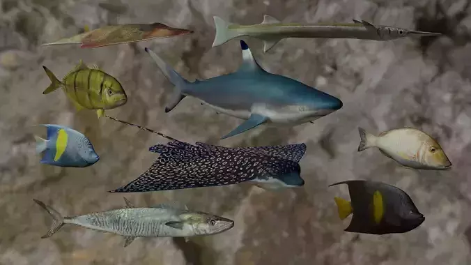 Nine  Fishes 3D Model Collection