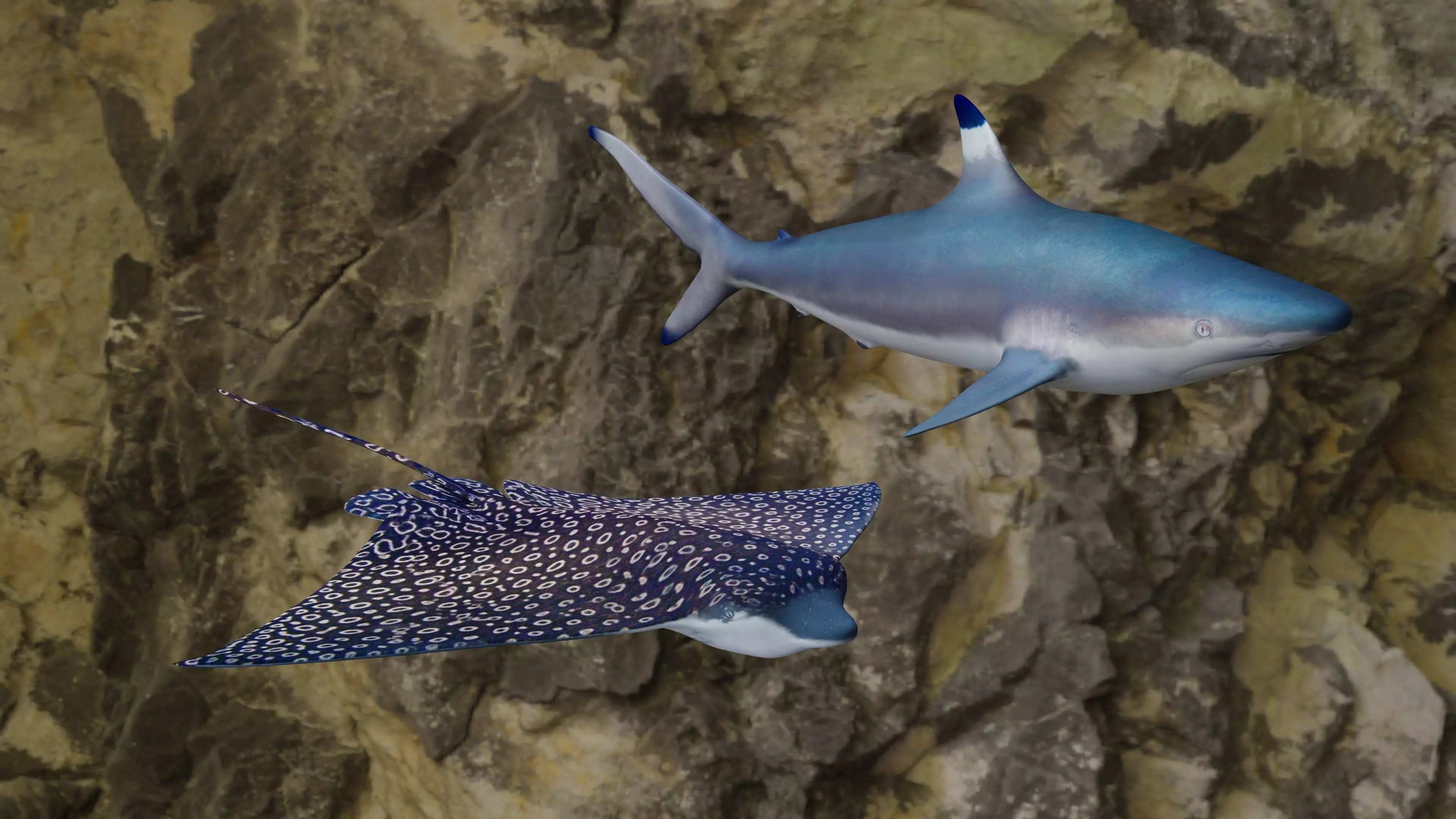 Fishes shark swimming in ocean 3D Model Collection_0
