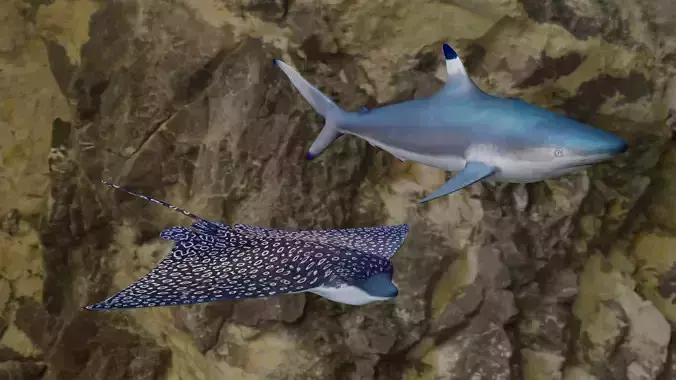Fishes shark swimming in ocean 3D Model Collection