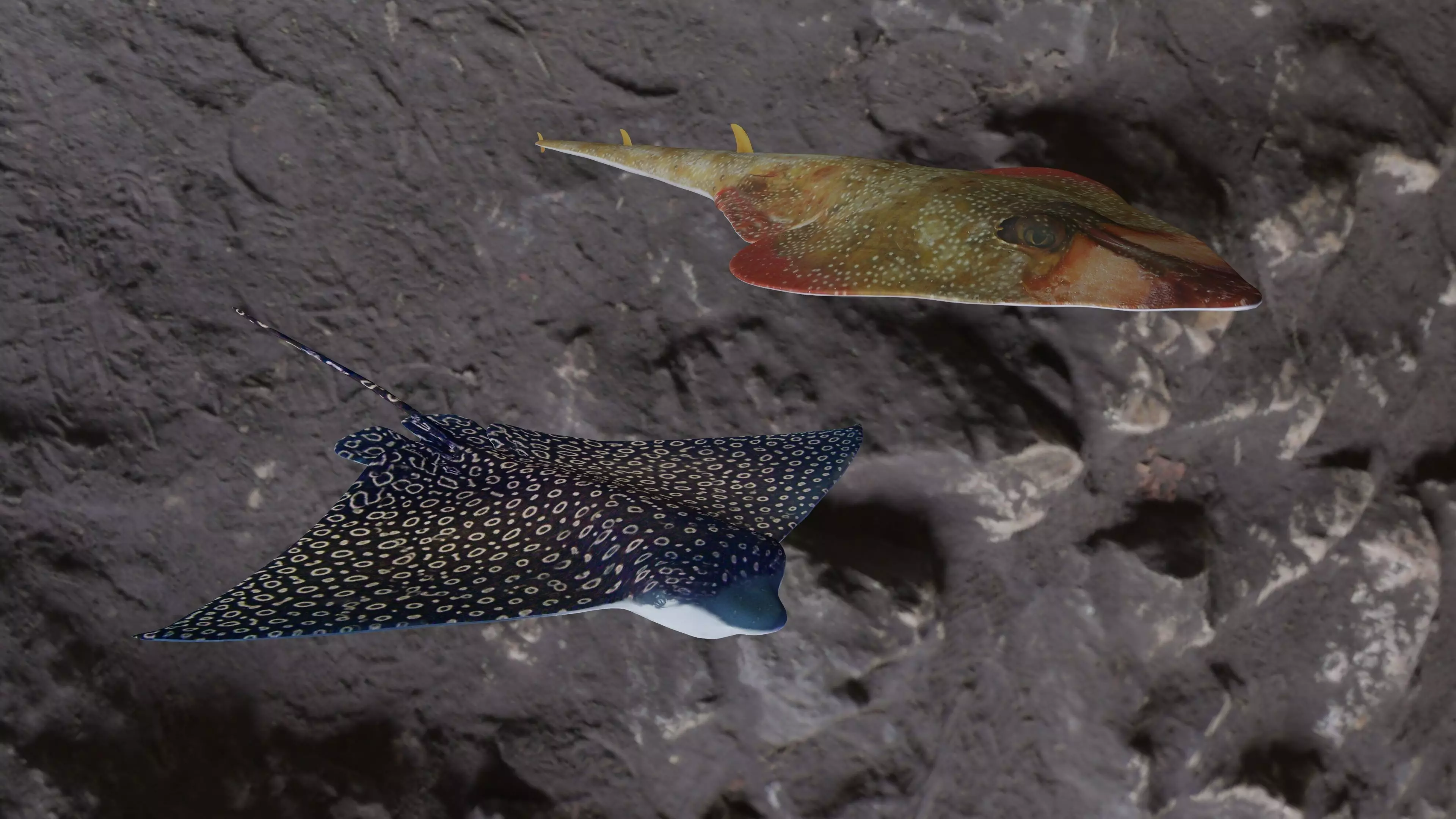 Guiltar Fish and Eagle Ray  3D Model Collection_0