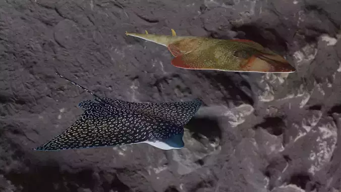 Guiltar Fish and Eagle Ray  3D Model Collection Guiltar Fish and Eagle Ray  3D Model Collection
