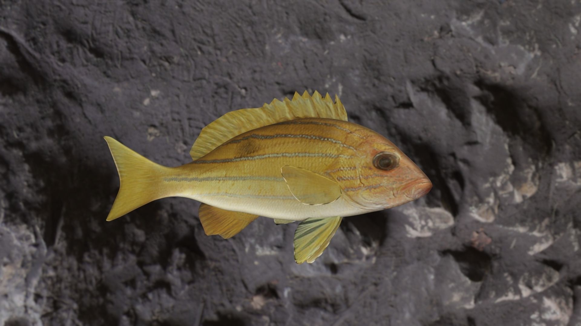 Five inned Fish  Low-poly 3D model_12