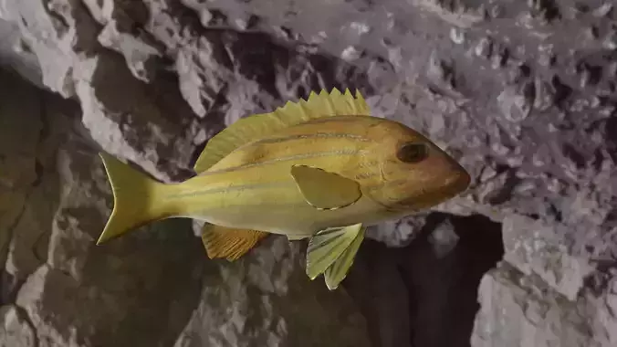 Five inned Fish  Low-poly 3D model