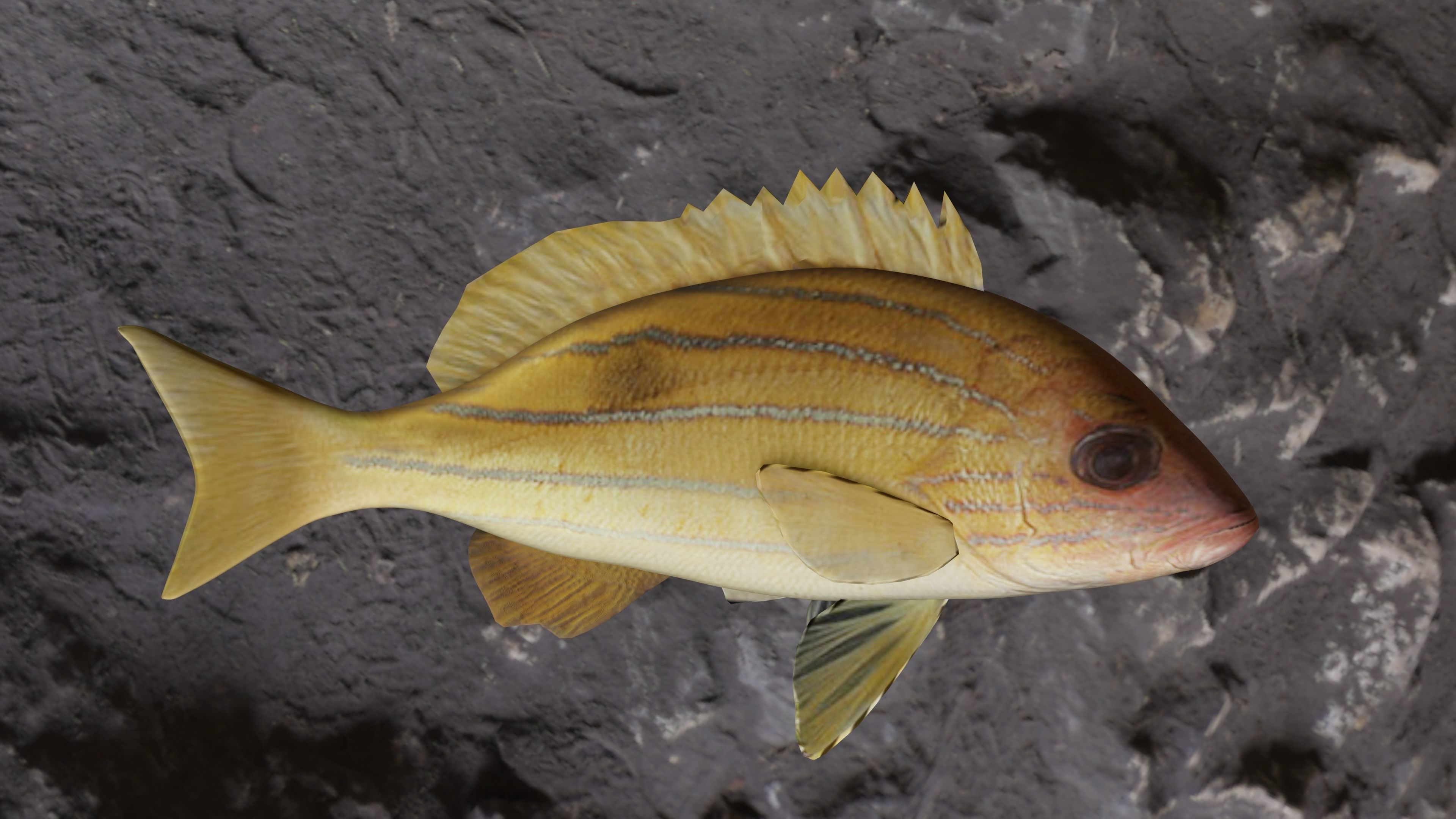 Five inned Fish  Low-poly 3D model_23