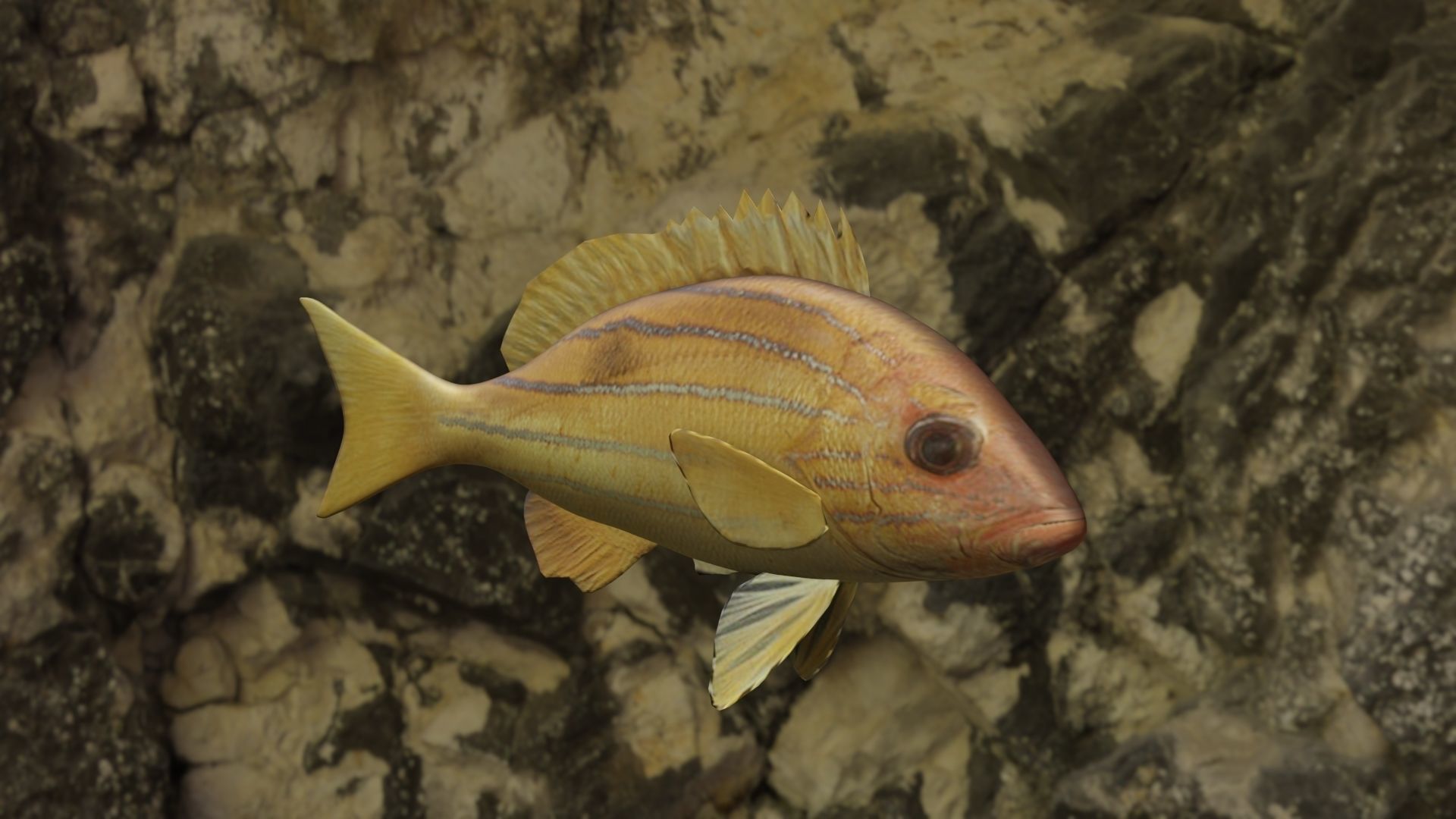 Five inned Fish  Low-poly 3D model_8