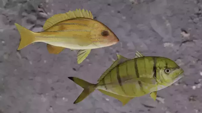 Five inned - Golden Trevally Fish 3D Model Collection Five inned - Golden Trevally Fish 3D Model Collection