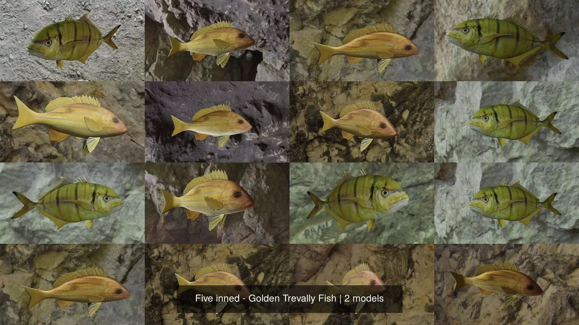 Five inned - Golden Trevally Fish 3D Model Collection_1