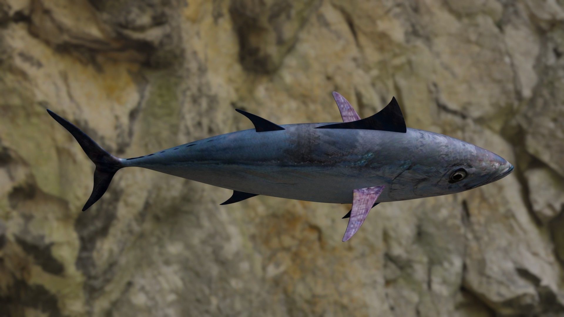 Longtail tuna Low-poly 3D model_10