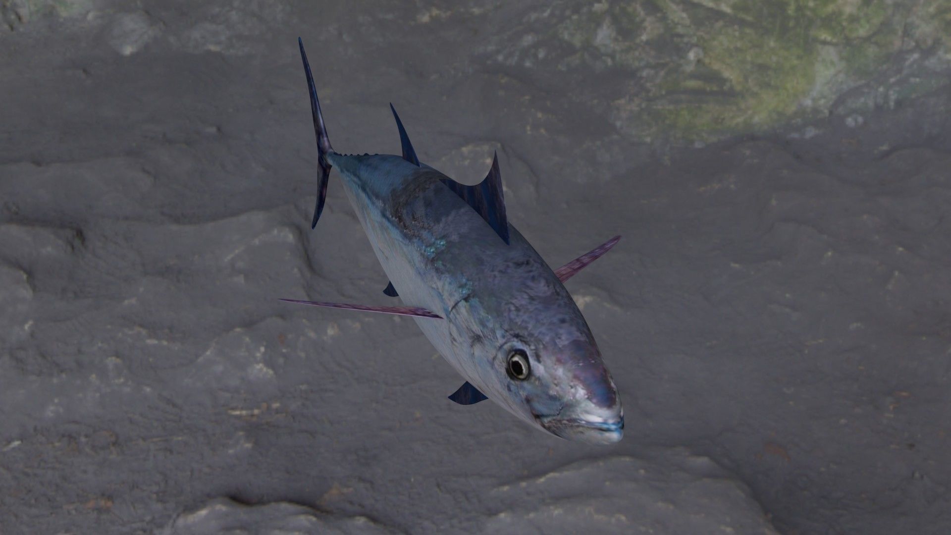 Longtail tuna Low-poly 3D model_15