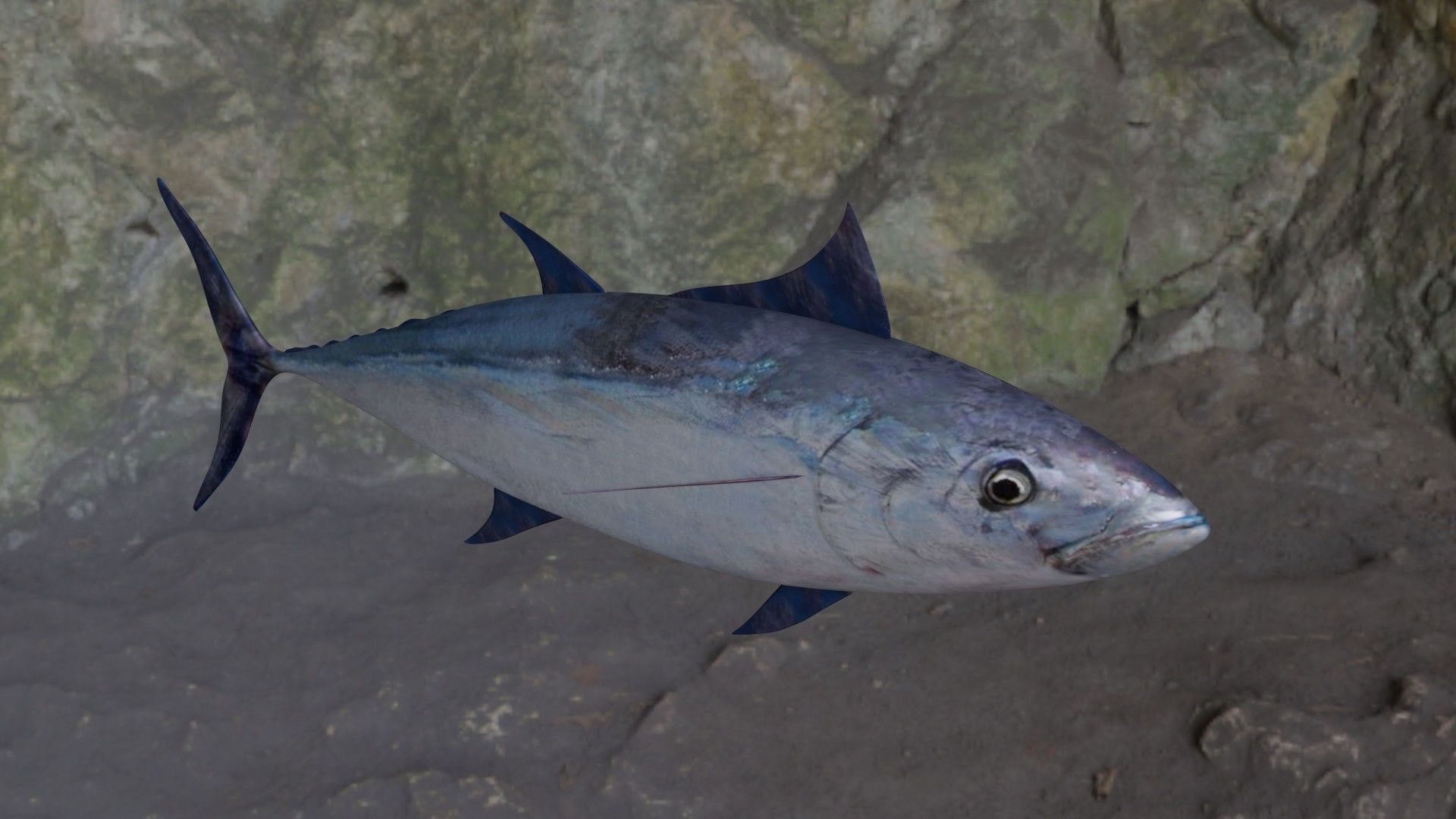 Longtail tuna Low-poly 3D model_7