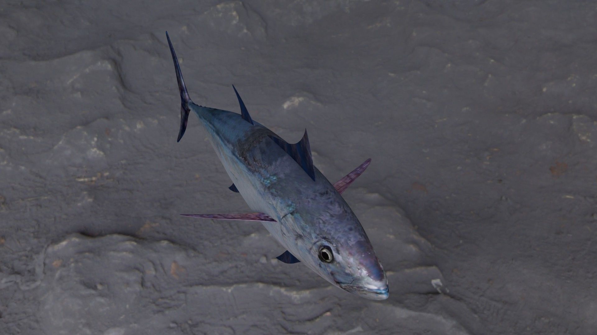 Longtail tuna Low-poly 3D model_11
