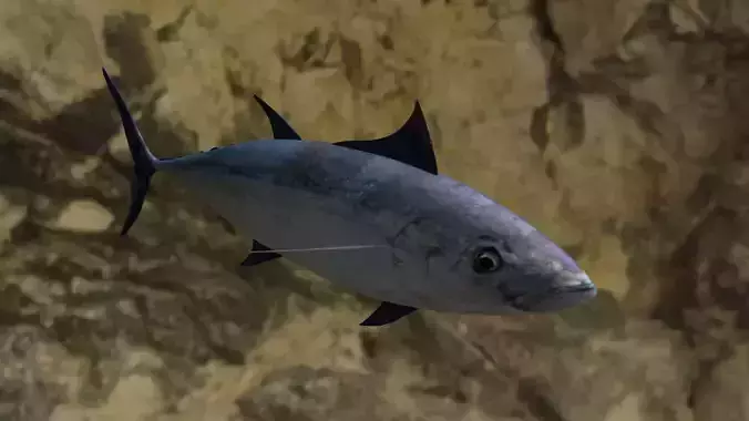 Longtail tuna Low-poly 3D model