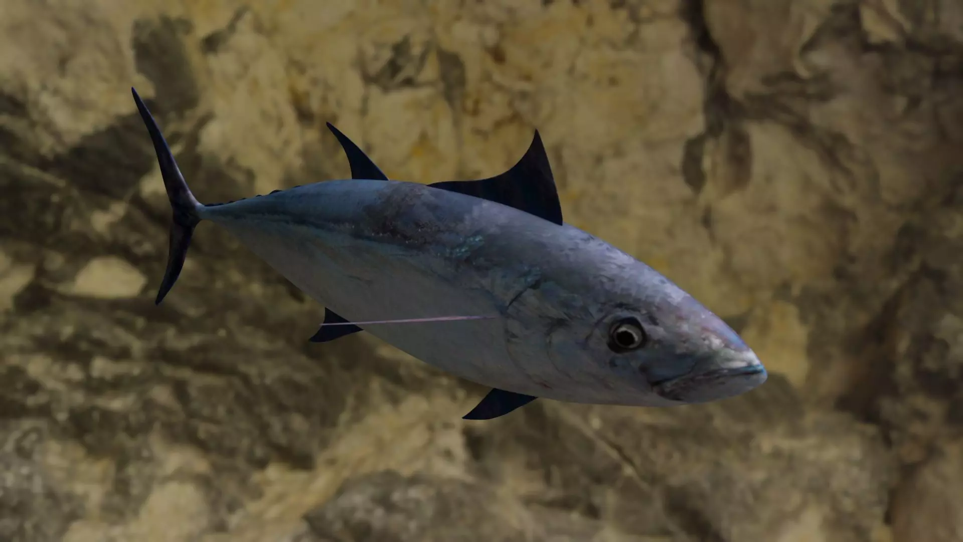 Longtail tuna Low-poly 3D model_0
