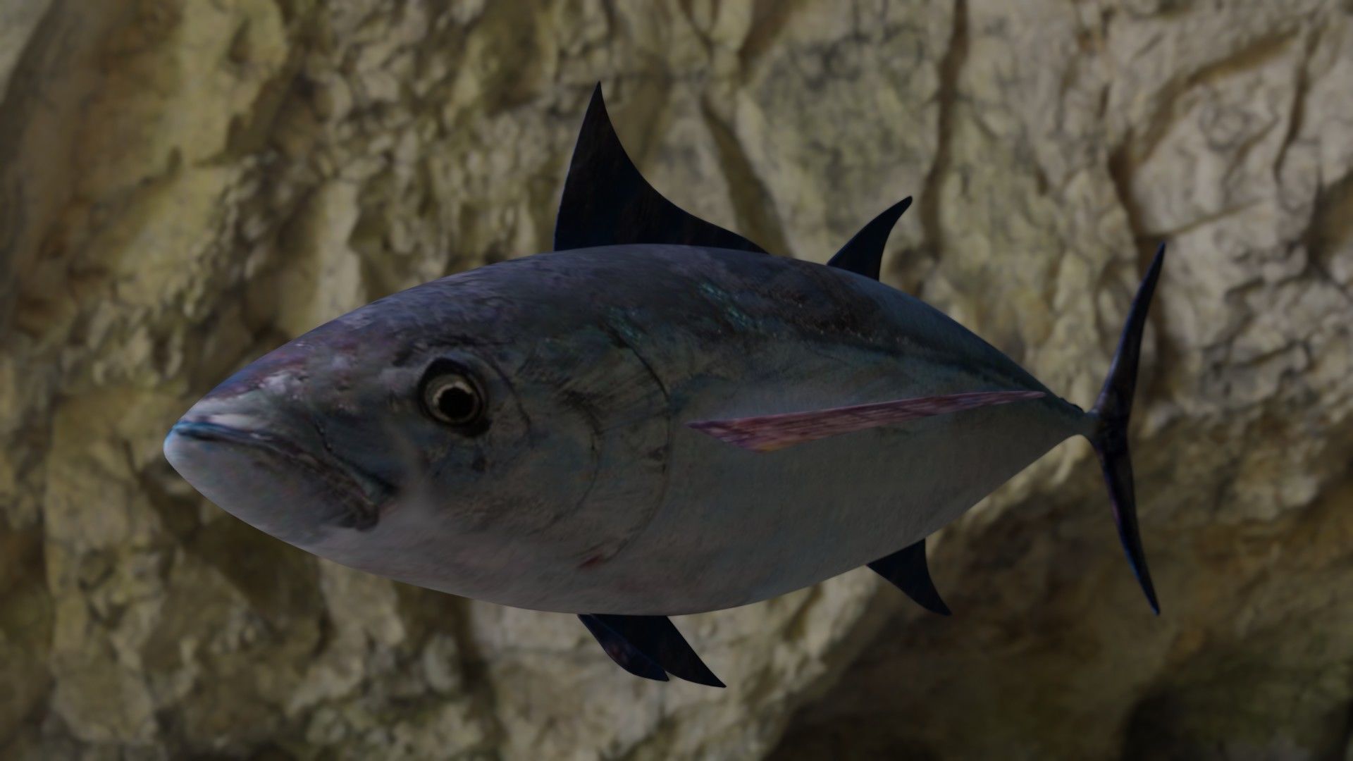 Longtail tuna Low-poly 3D model_2