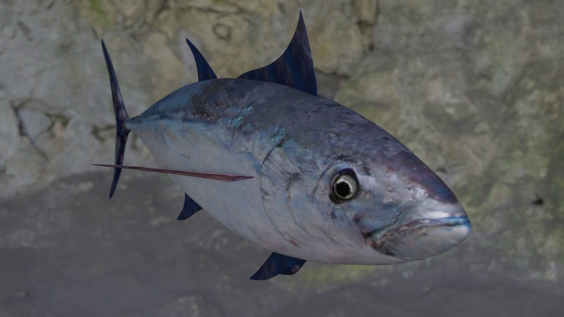 Longtail tuna Low-poly 3D model_17