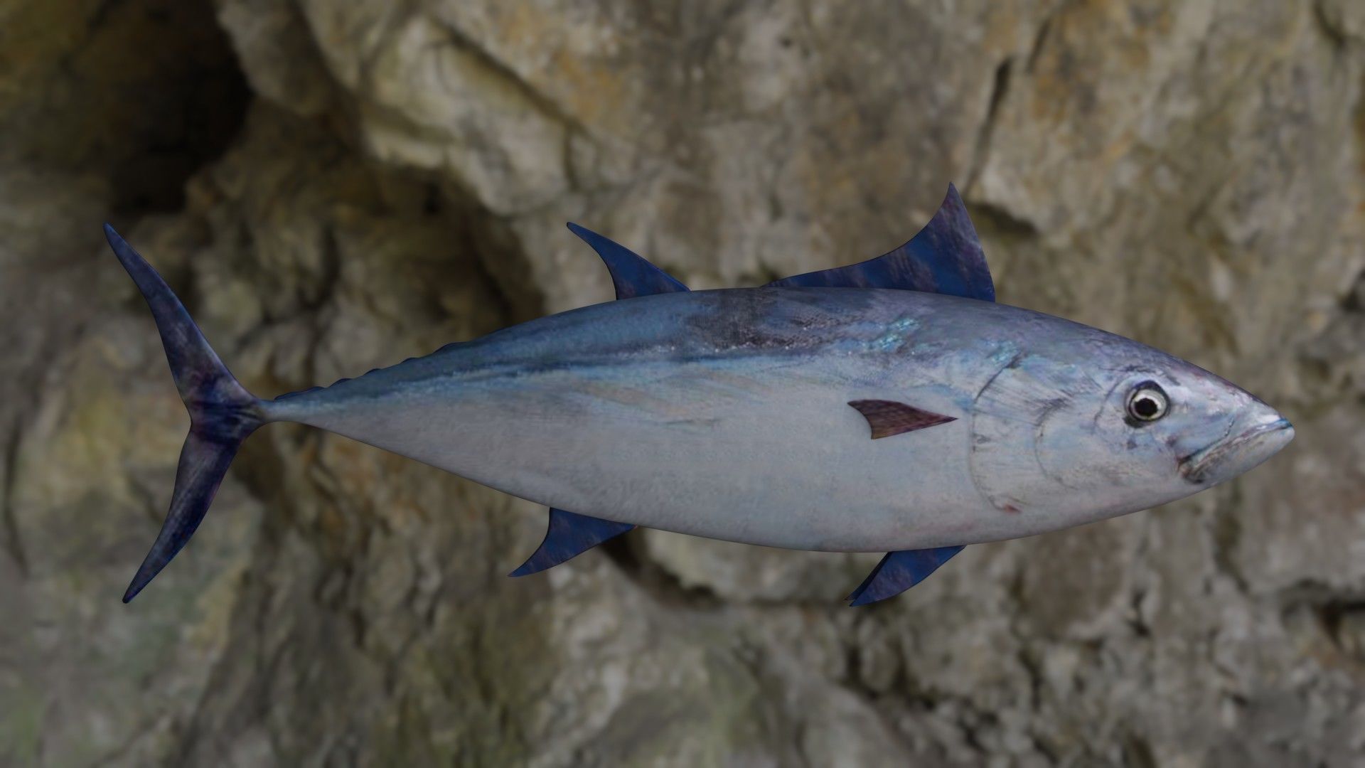 Longtail tuna Low-poly 3D model_8
