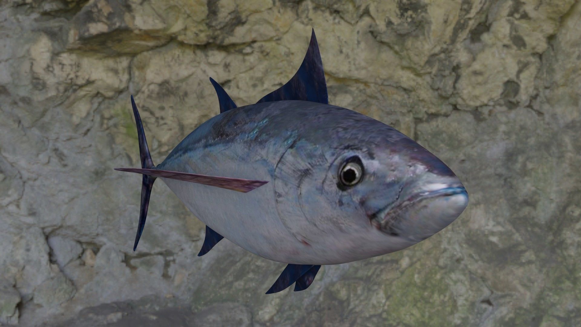 Longtail tuna Low-poly 3D model_16