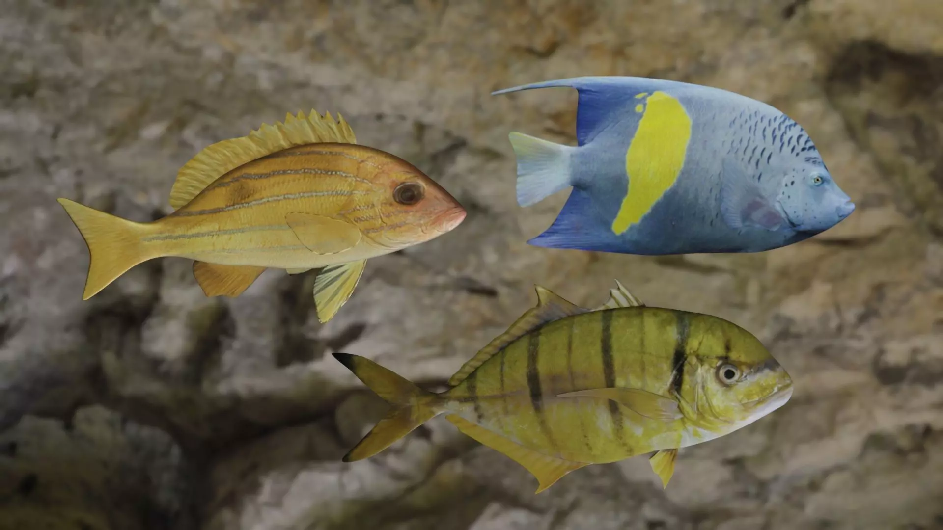 Fishes fish swimming in water 3D Model Collection_0