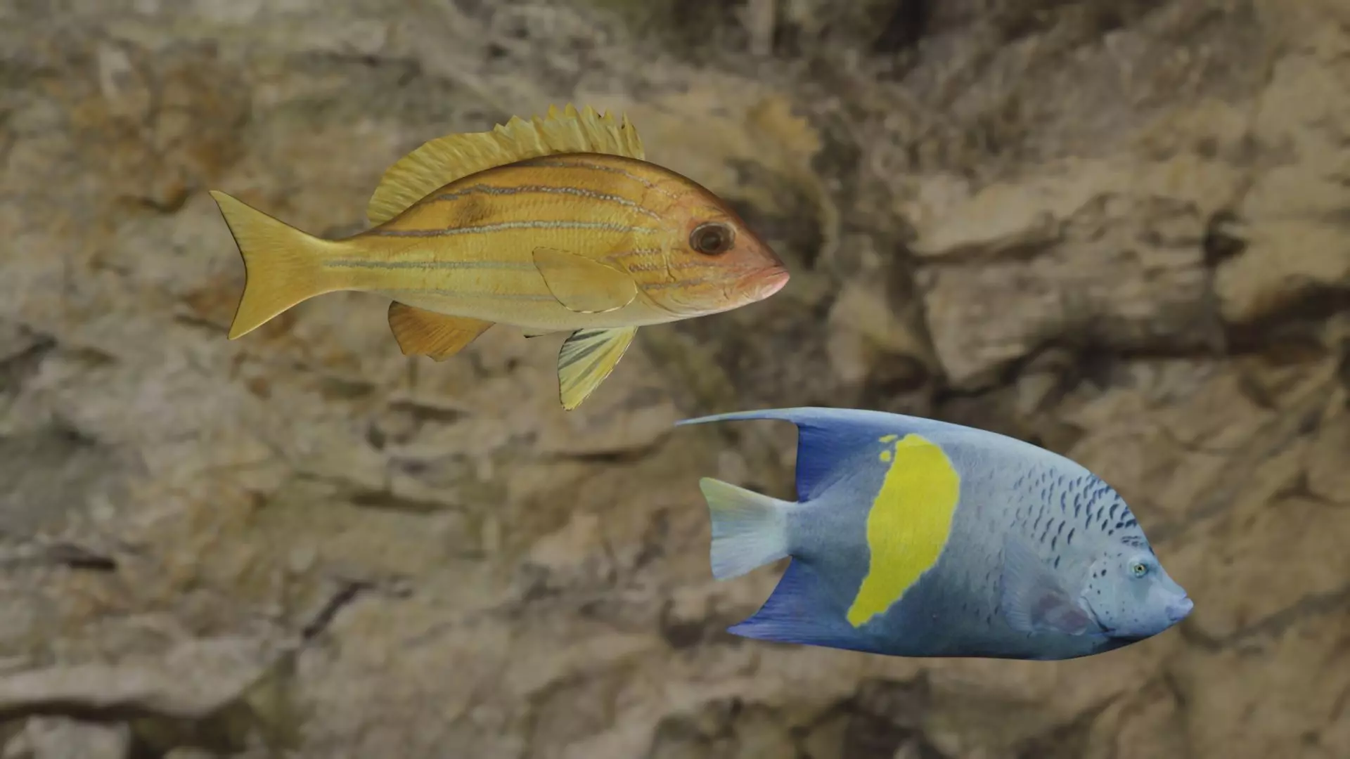 Pomacanthus maculosus - Five inned Fish 3D Model Collection_0
