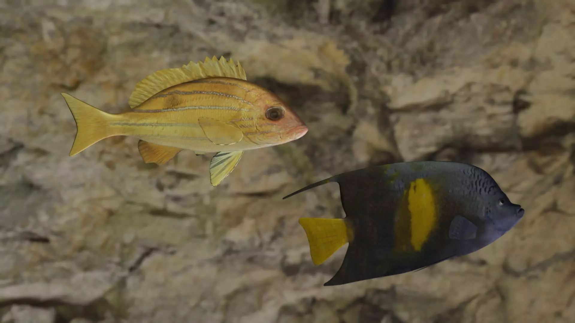 Fishes angelfish in ocean 3D Model Collection_0