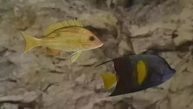 Fishes angelfish in ocean 3D Model Collection