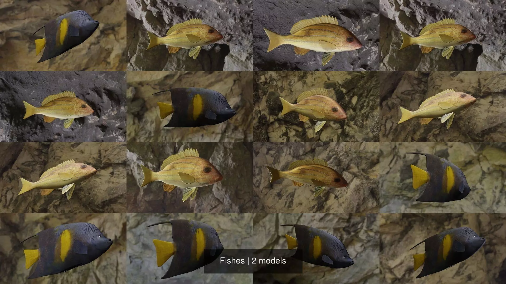 Fishes angelfish in ocean 3D Model Collection_1