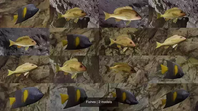 Fishes angelfish in ocean