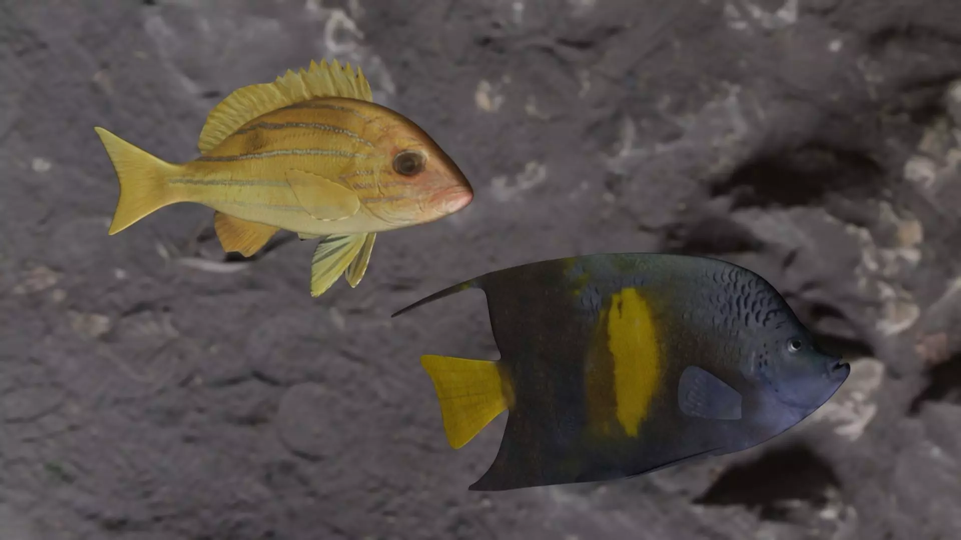 Five inned-Yellow narked butterfly fish 3D Model Collection_0
