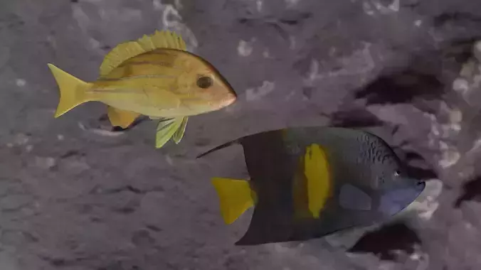 Five inned-Yellow narked butterfly fish 3D Model Collection Five inned-Yellow narked butterfly fish 3D Model Collection