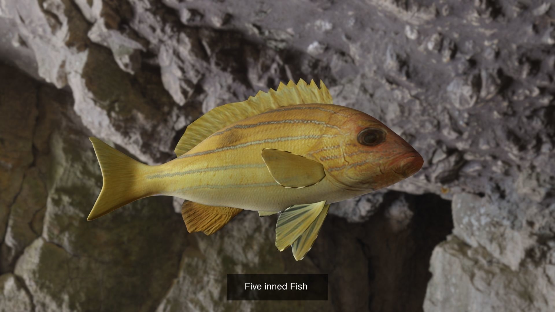 Five inned-Yellow narked butterfly fish 3D Model Collection_1