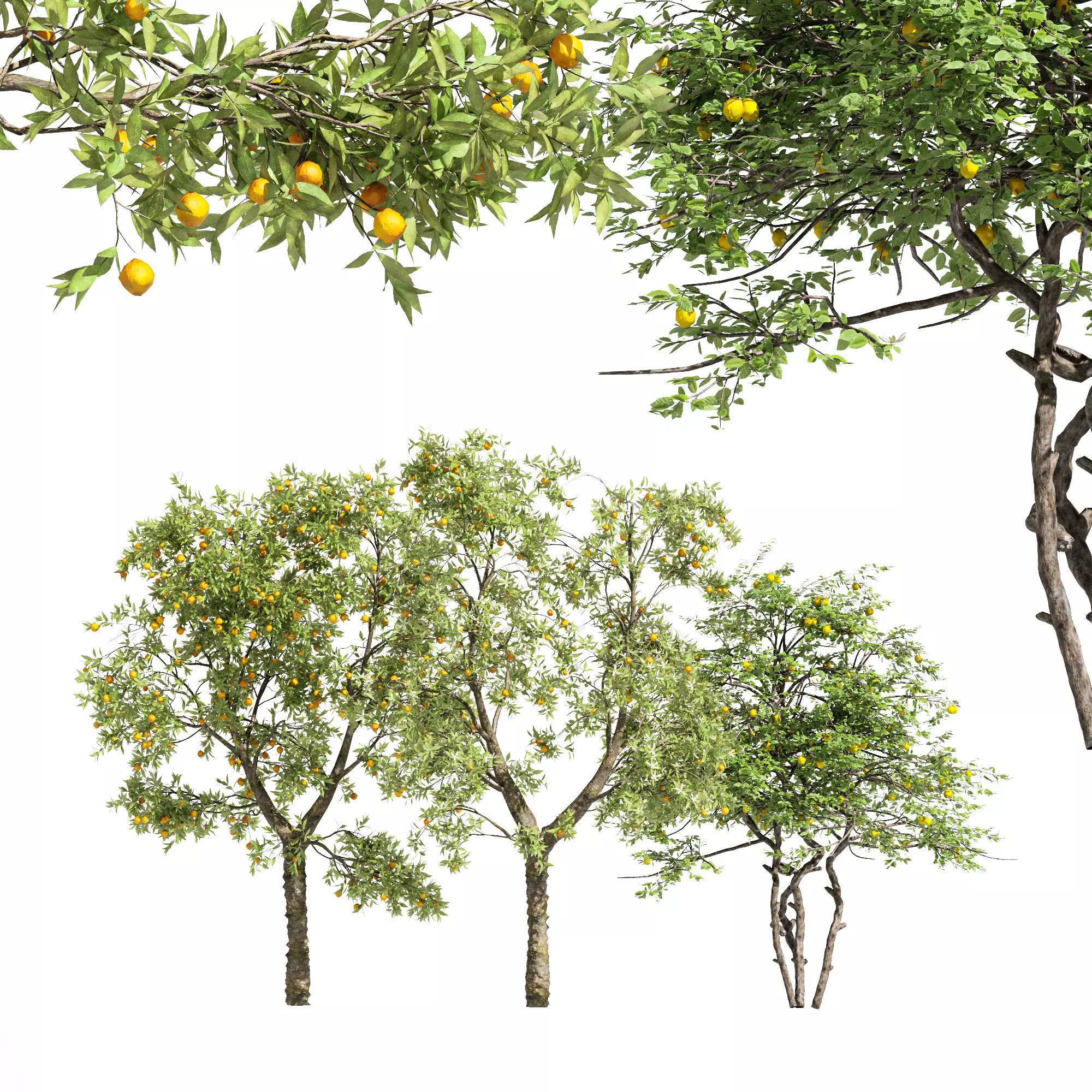 3 diffrent tree Orange Fruit Flower Lemon 3D model_0